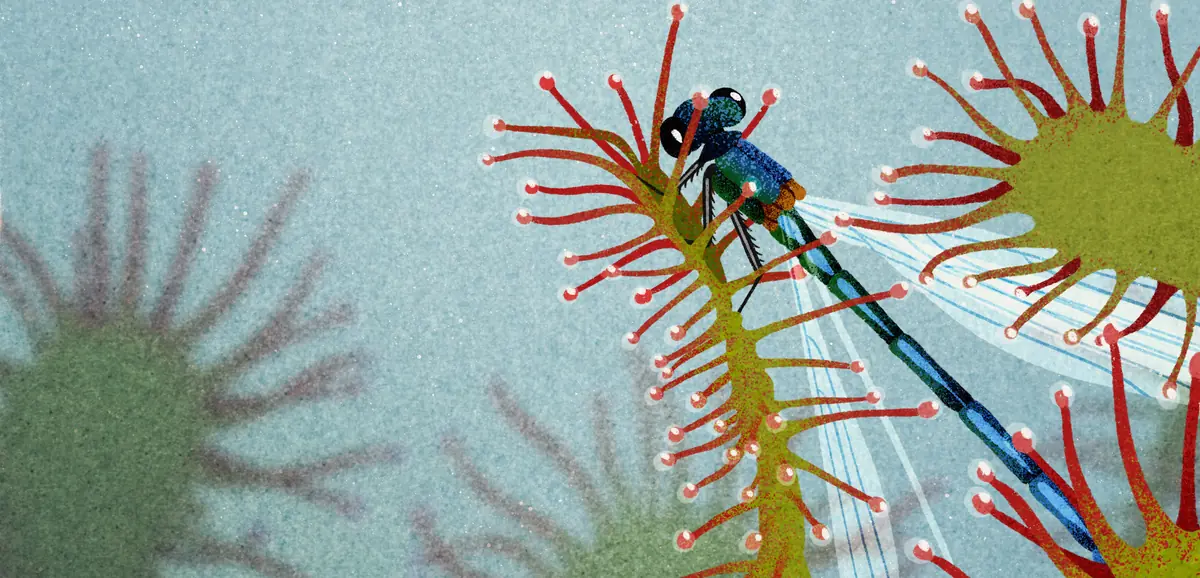 Carnivorous Plants Show — Hortus botanicus Leiden, Leiden