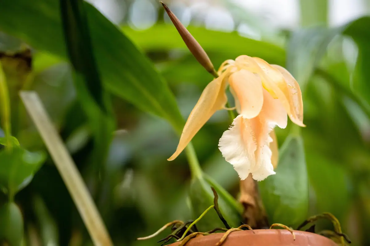 Concert: Orchidées — Hortus botanicus Leiden, Leiden