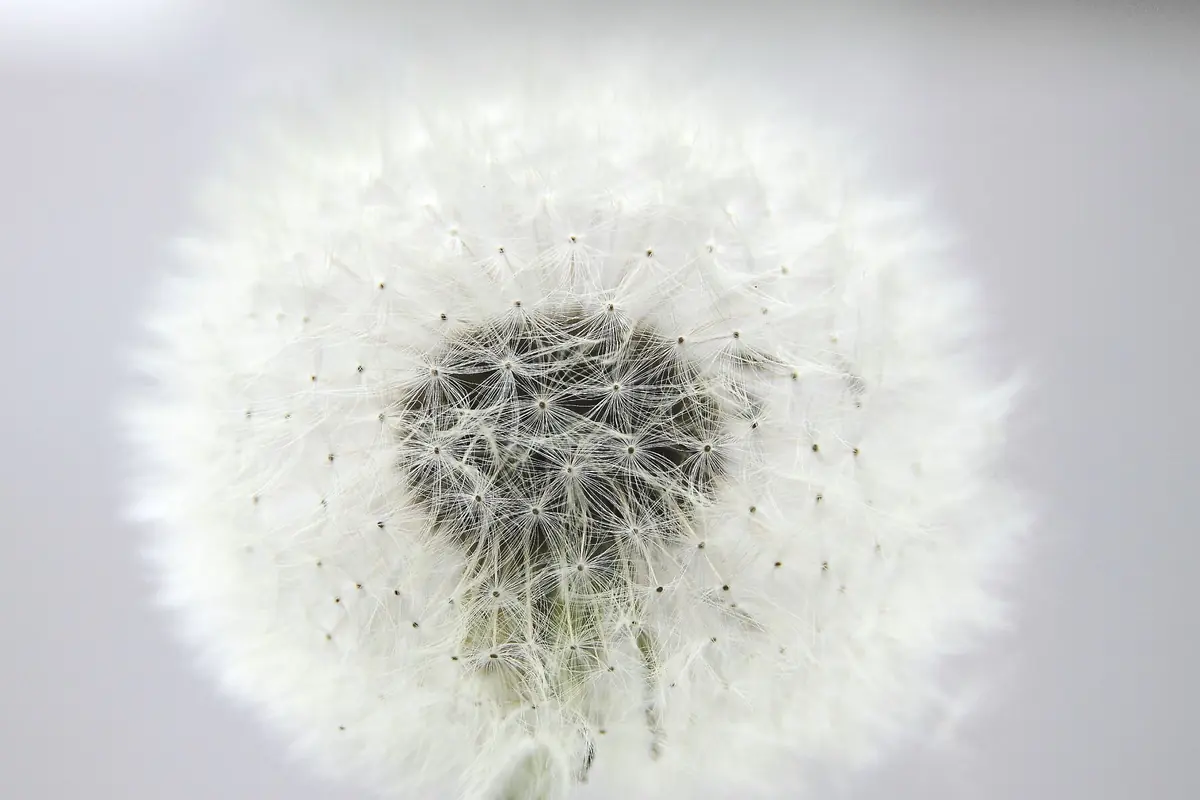 Photo workshop: seeds, fruits and flowers at the Hortus — Hortus botanicus Leiden, Leiden