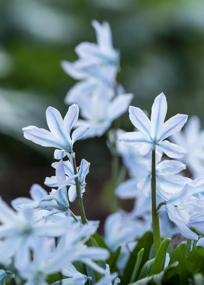 Sunday Walk: Winter Flavours — Hortus botanicus Leiden, Leiden