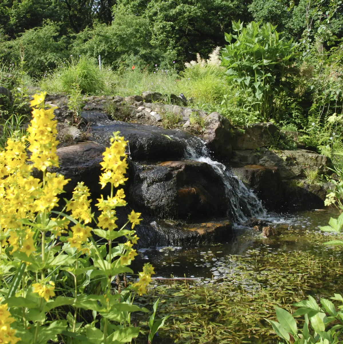 Open Monumentendag: Hortus Nijmegen — Foundation Hortus Nijmegen, Nijmegen
