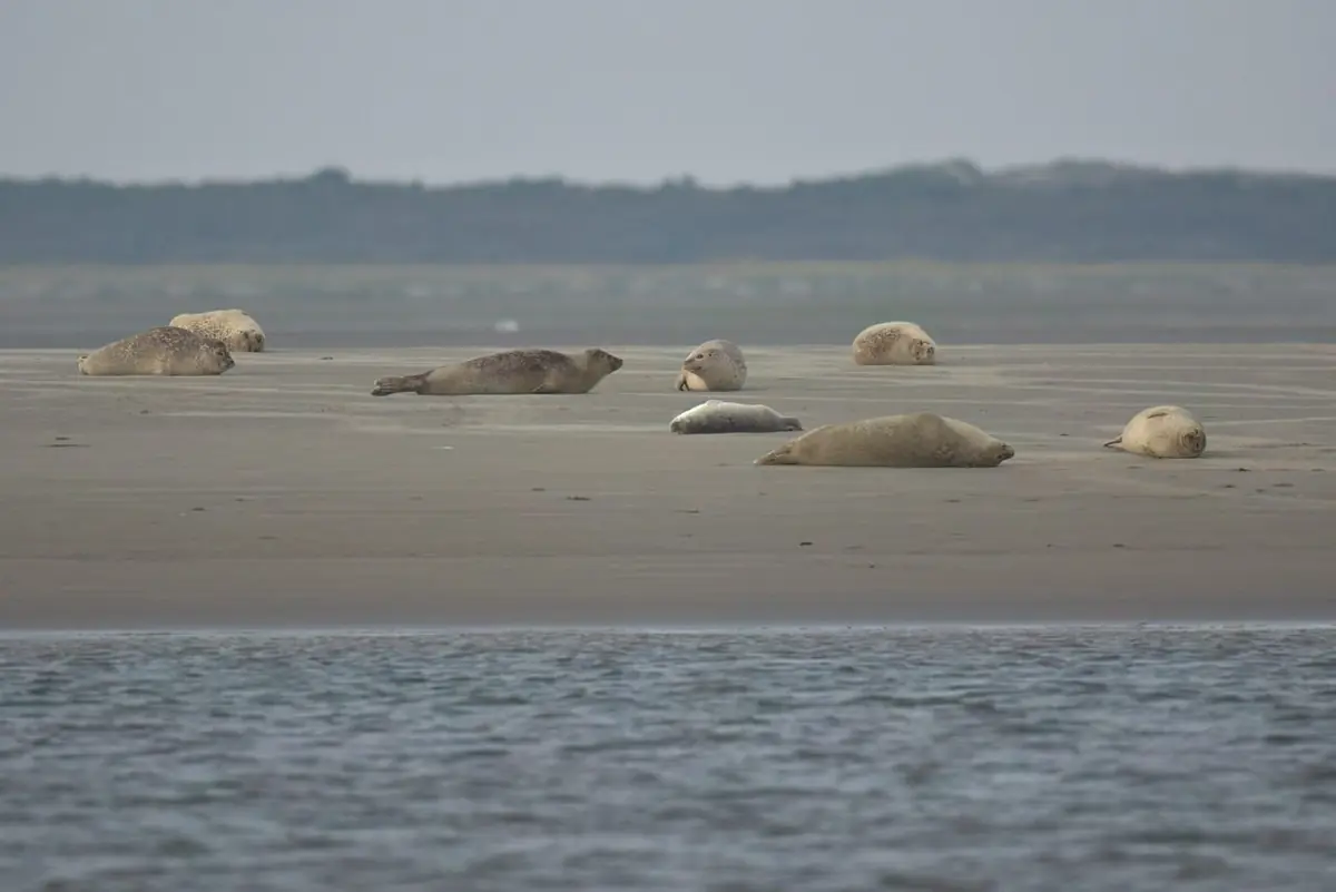 Seal-watching boat tour — WEC (Werelderfgoedcentrum Waddenzee), Lauwersoog