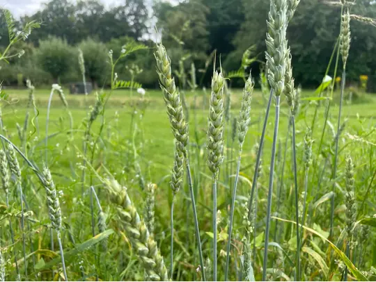 Öffentliche Führung: Erntezeit auf dem Acker — Hortus Botanicus Haren, Haren