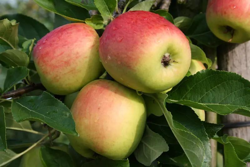 Apple Picking Days — Landwinkel Ol Diek, Nieuwolda