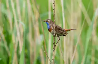 Fotopräsentation 'Vogelparadies Lauwersmeer'