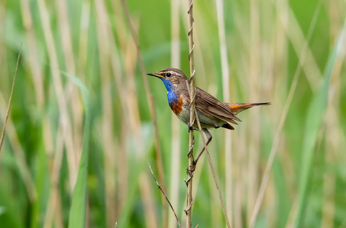 Fotopräsentation 'Vogelparadies Lauwersmeer' — Activiteitencentrum Lauwersnest, Lauwersoog