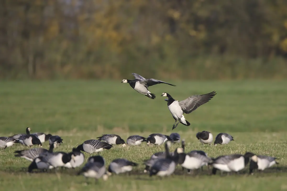 Im Reich des Seeadlers: Vogelbeobachtung im Lauwersmeer — Activiteitencentrum Lauwersnest, Lauwersoog