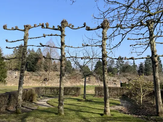 Public guided tour: Trees in varieties — Hortus Botanicus Haren, Haren