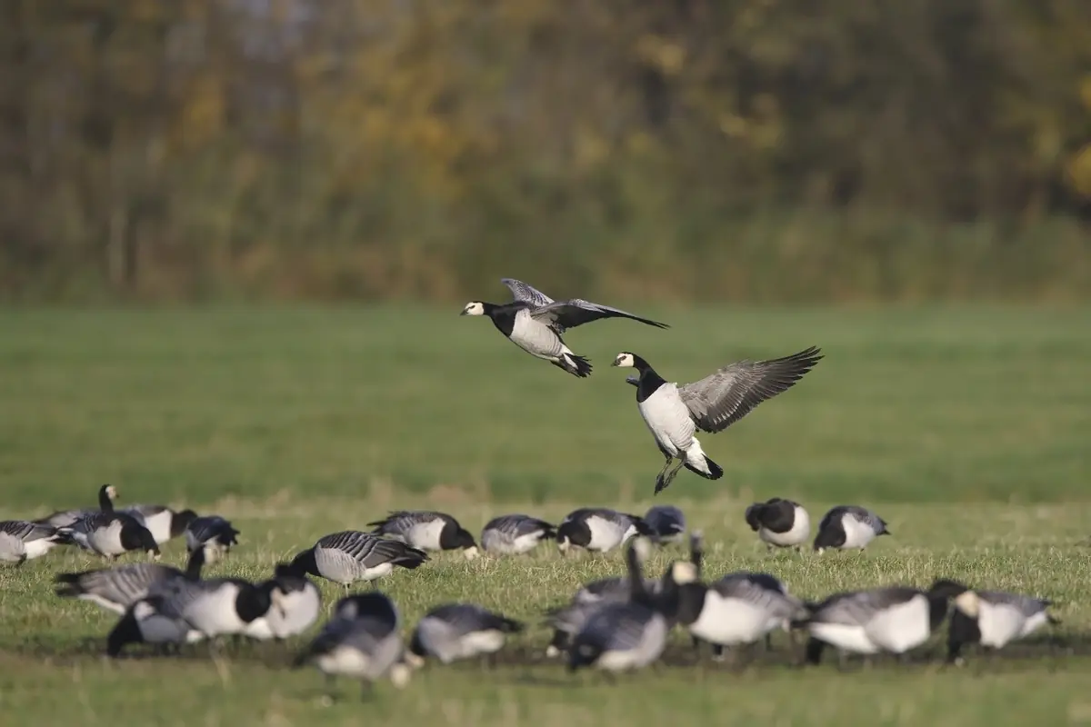 Erleben Sie den Vogelzug im Nationalpark Lauwersmeer — Activiteitencentrum Lauwersnest, Lauwersoog