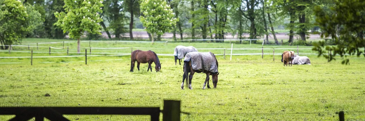 Mitsprache über die Zukunft von De Groeve — Dorpshuis Klein Kruierij, Tynaarlo