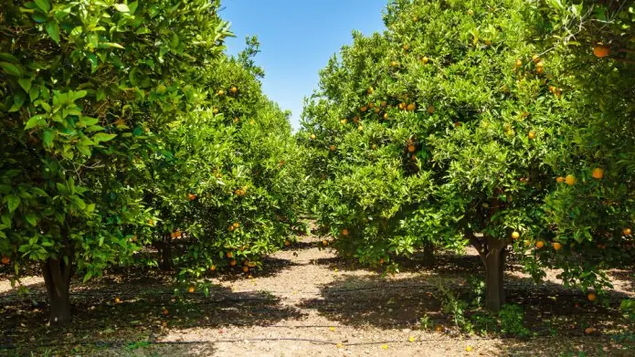 Open Food Forest Day — Voedselbos Waspik, Waspik