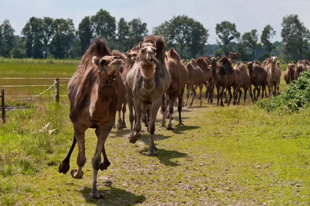Kamelensafari am Sonntag - Kamelenmelkerij Smits — Kamelenmelkerij Smits, Berlicum