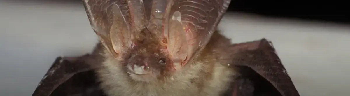 IVN Fledermaus-Exkursion — Natuurpoort Bezoekerscentrum Oisterwijk, Oisterwijk