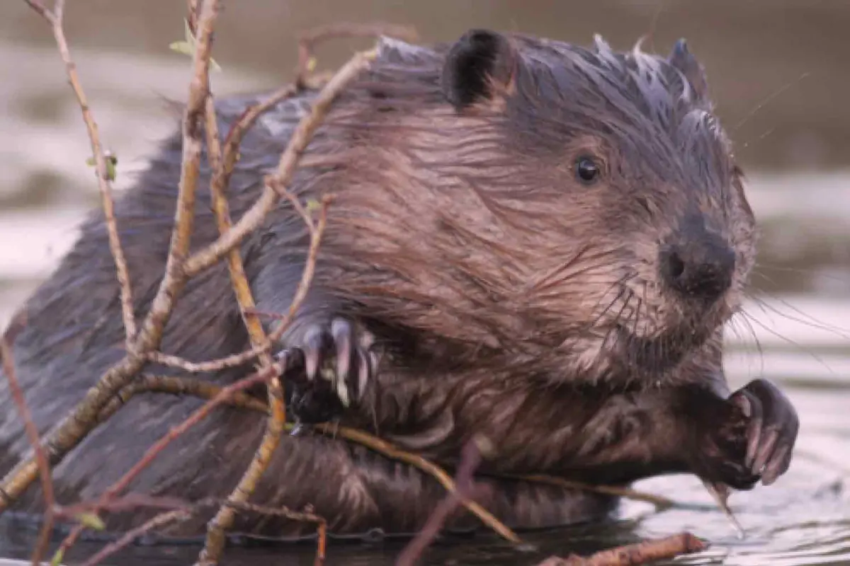Spotting Beavers in the Biesbosch — Rondvaartbedrijf De Zilvermeeuw, Drimmelen