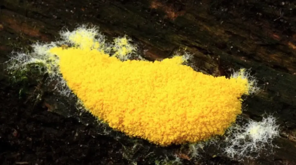 IVN Lecture: Myxomycetes or Slime Moulds — De Nieuwe Burght, Oisterwijk