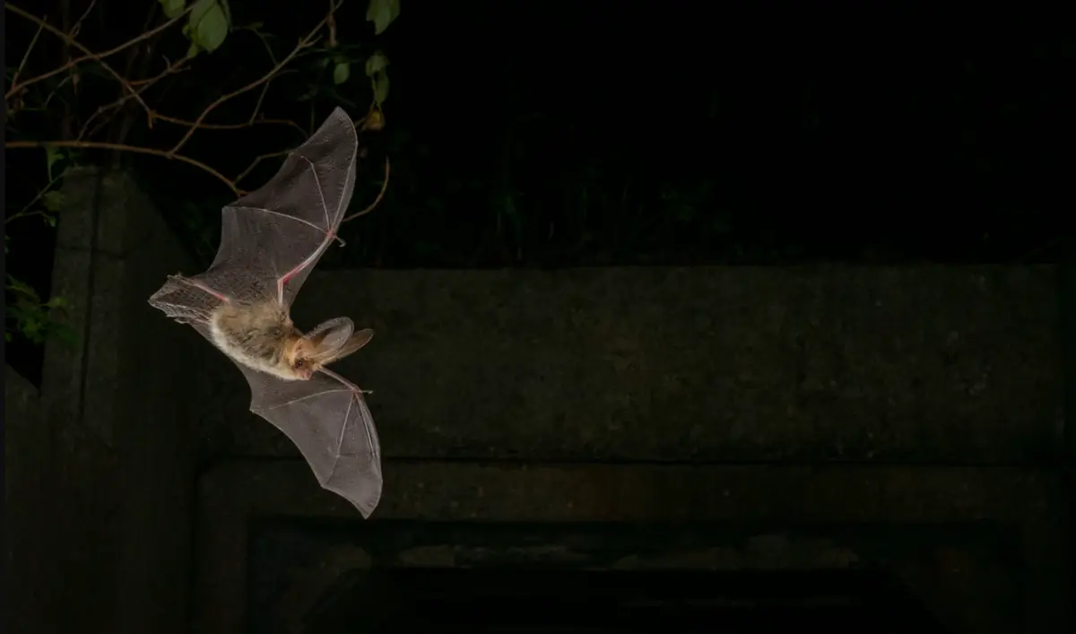 OERRR Bat-Spotting Excursion in Oisterwijk (Families 6+) — Natuurpoort Bezoekerscentrum Oisterwijk, Oisterwijk