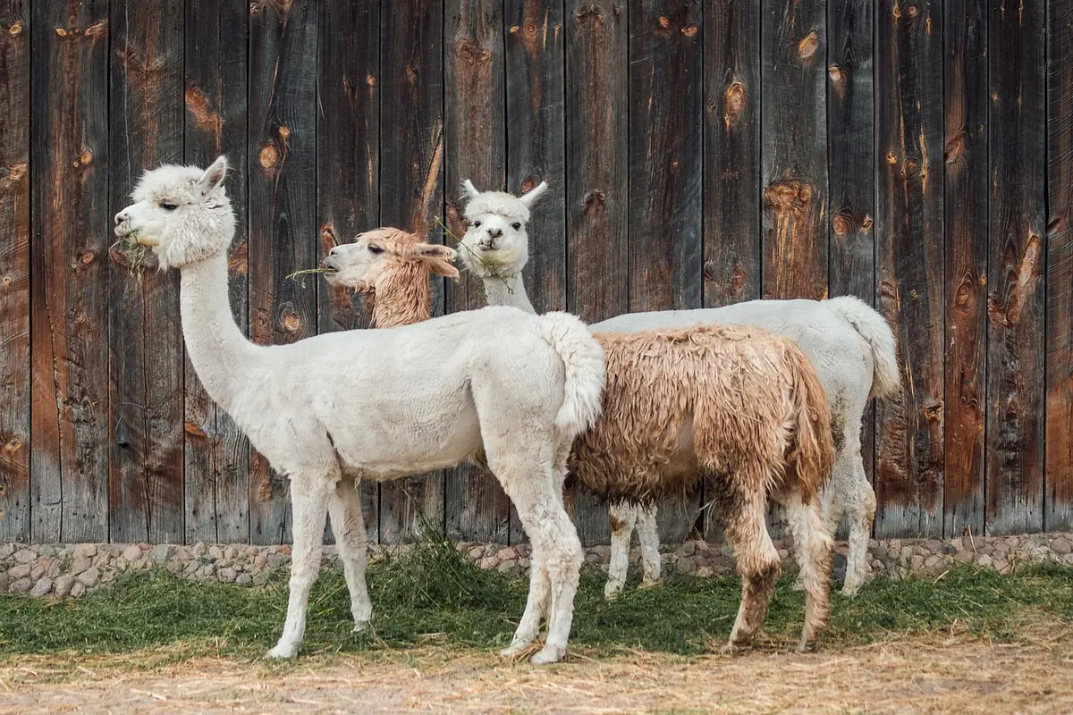 Wandelen met Alpaca´s — Het Uilenbos, Lunteren