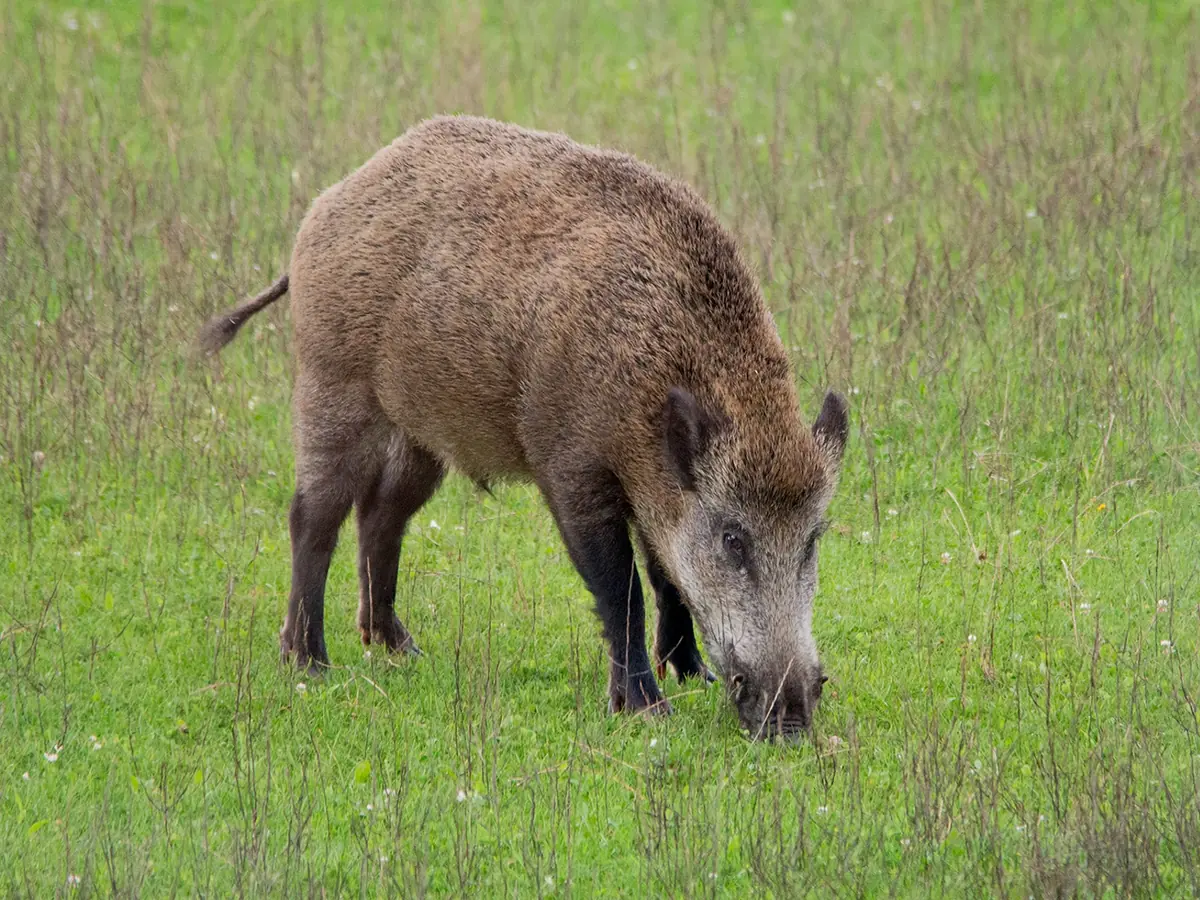 Wildlife Viewing Walk β Natuurcentrum De Ginkel, Ede