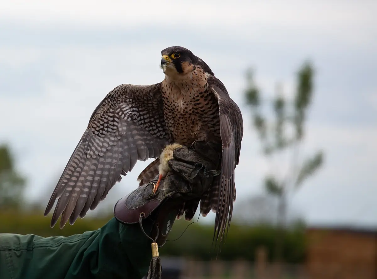 Falknerei-Workshop — De Valk Roofvogels, Lunteren