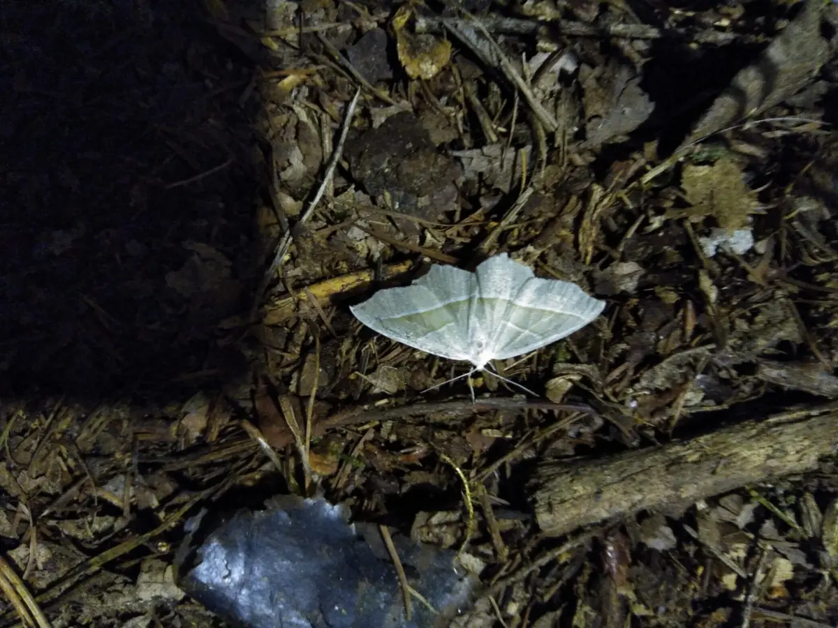 Spotting night moths β Natuurcentrum De Ginkel, Ede