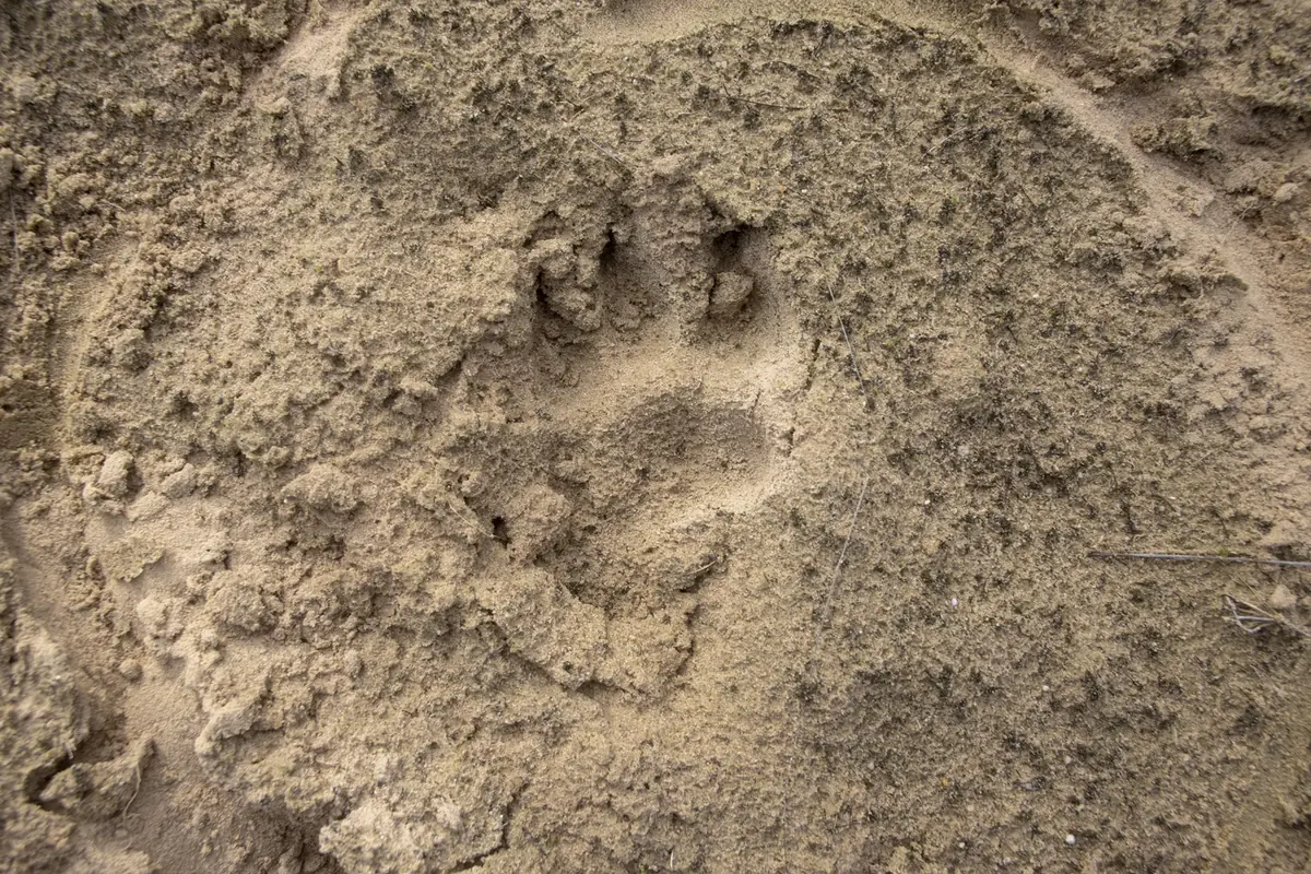 Tracking Wildlife Traces β Natuurcentrum De Ginkel, Ede