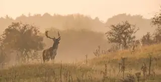 Wildbeobachtung mit Jäger Leendert