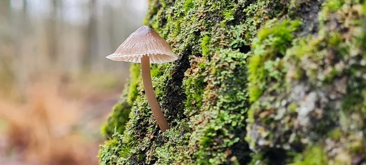 Pilzwanderung — Het Nationale Park De Hoge Veluwe, Otterlo