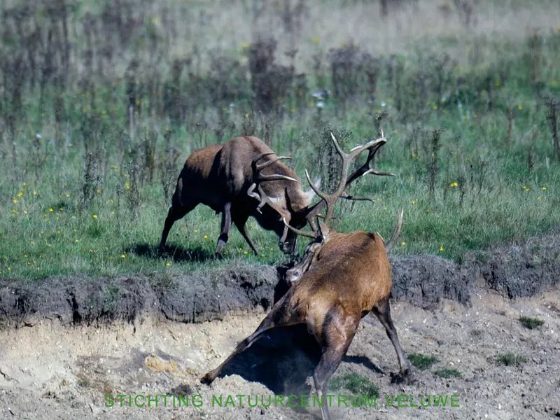 Brunfttour — Natuurcentrum De Ginkel, Ede
