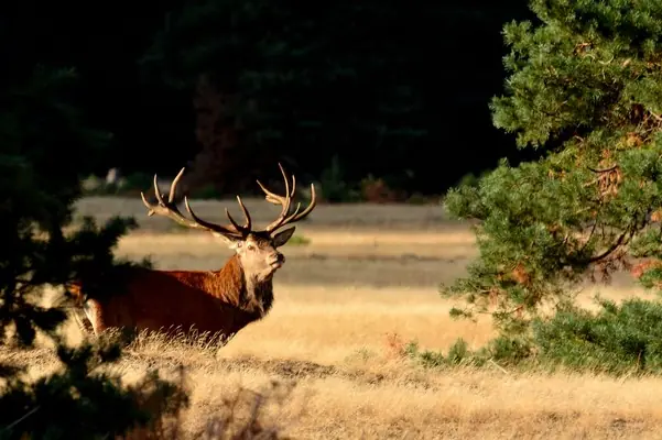 Wilde Weken Wildexkursion — Het Nationale Park De Hoge Veluwe, Otterlo