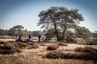 Wanderung: Zinkgat im Nationalpark Hoge Veluwe
