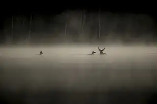 Whispers in the Woods