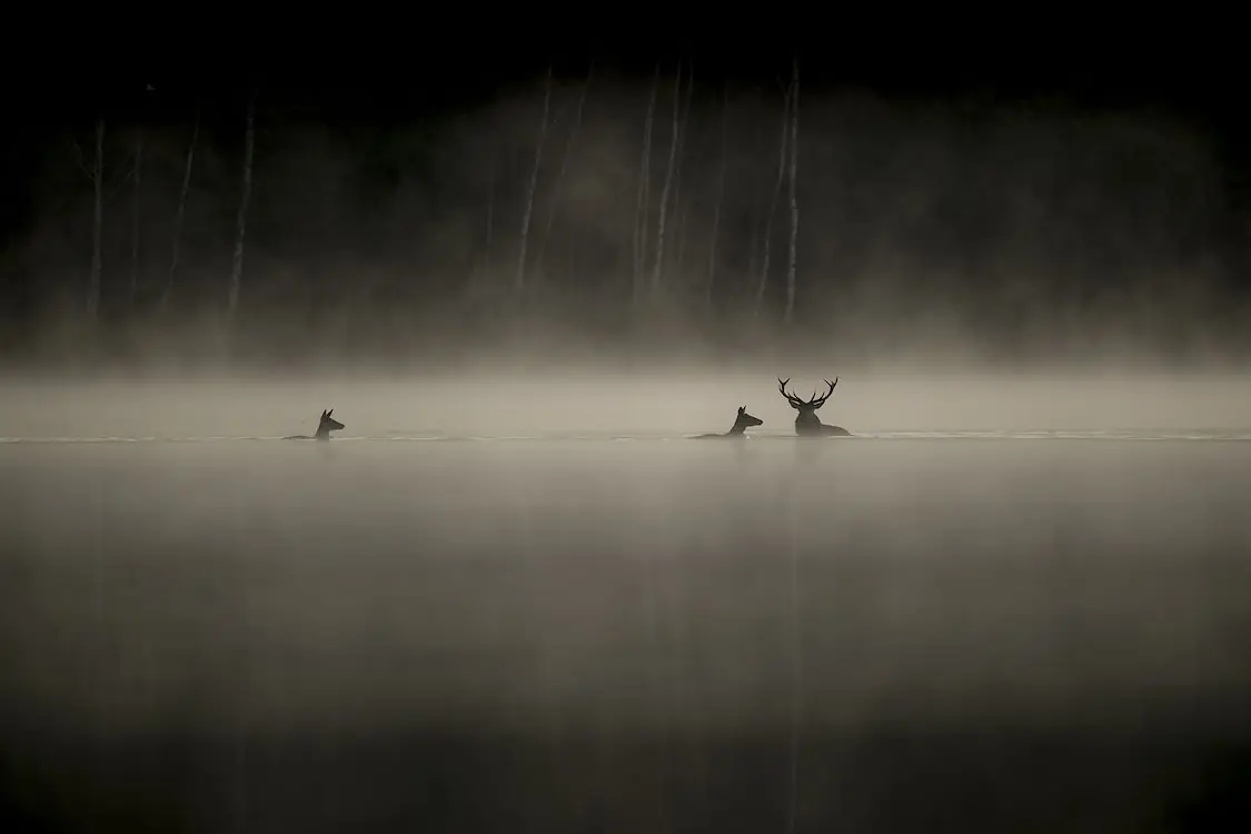 Whispers in the Woods β Cultura, Ede
