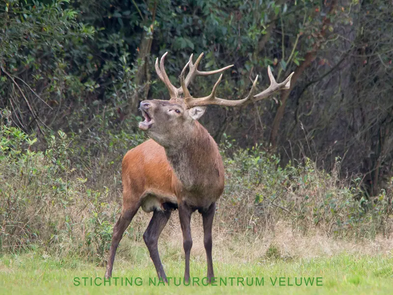 Rutting Walk β Natuurcentrum De Ginkel, Ede