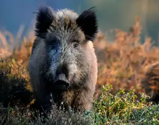 Schwüle Wildschwein-Exkursion
