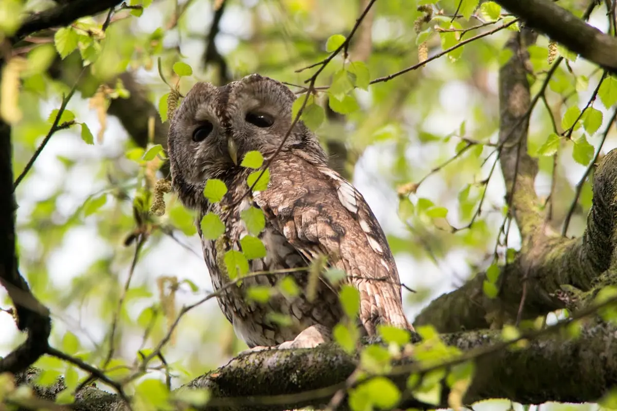 Tawny Owl Excursion β Natuurcentrum De Ginkel, Ede