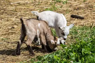 Eine Stunde auf dem Bauernhof helfen