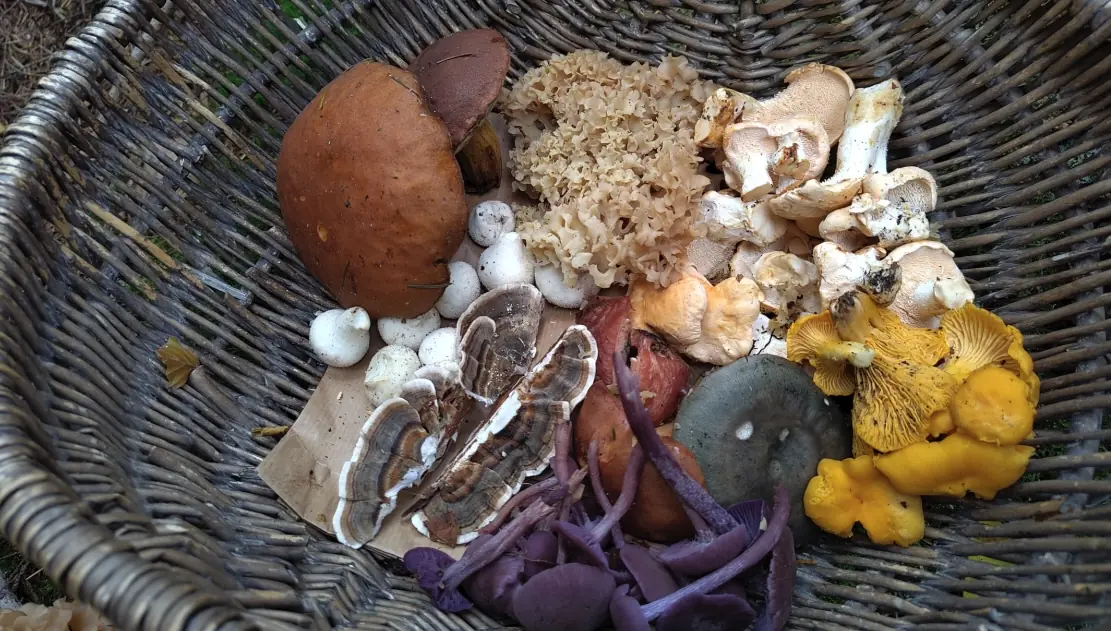 Foraging for edible mushrooms in the Gooi forest β Buitenplaats De Hoorneboeg, Hilversum