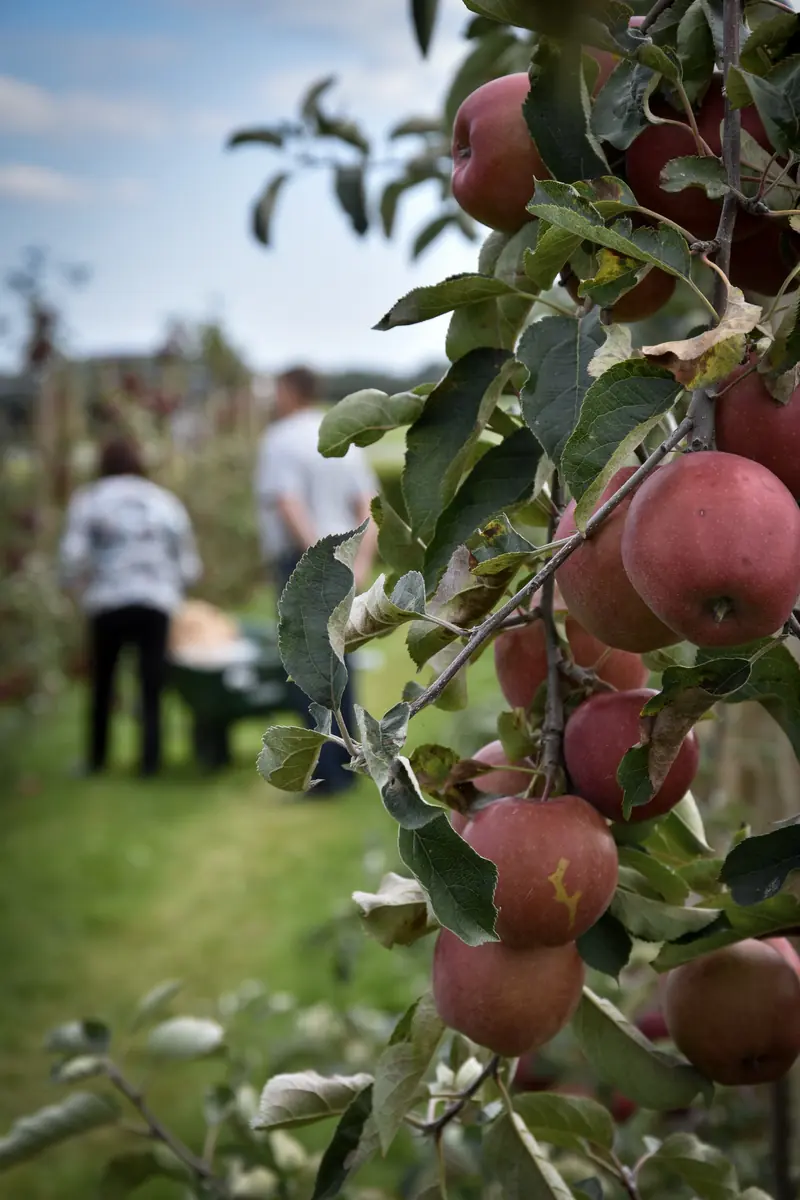 Opening pluktuin met Yvon Jaspers — Vink Fruitboerderij, Kraggenburg