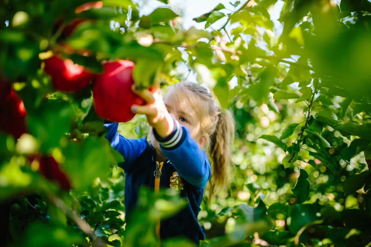 Pick Your Own Fruit — Vink Fruitboerderij, Kraggenburg