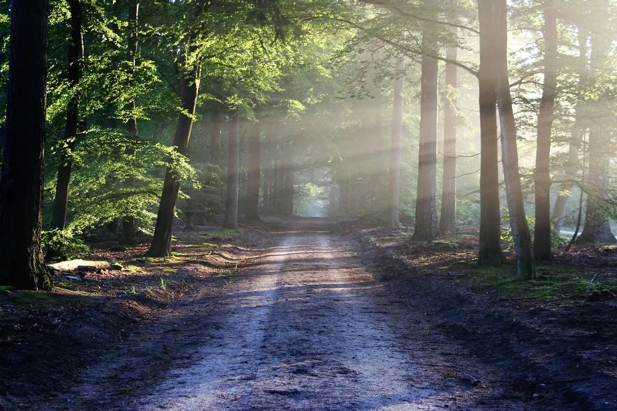 Stille Wanderung mit Klangschalenconcert — Boomkroonpad, Drouwen