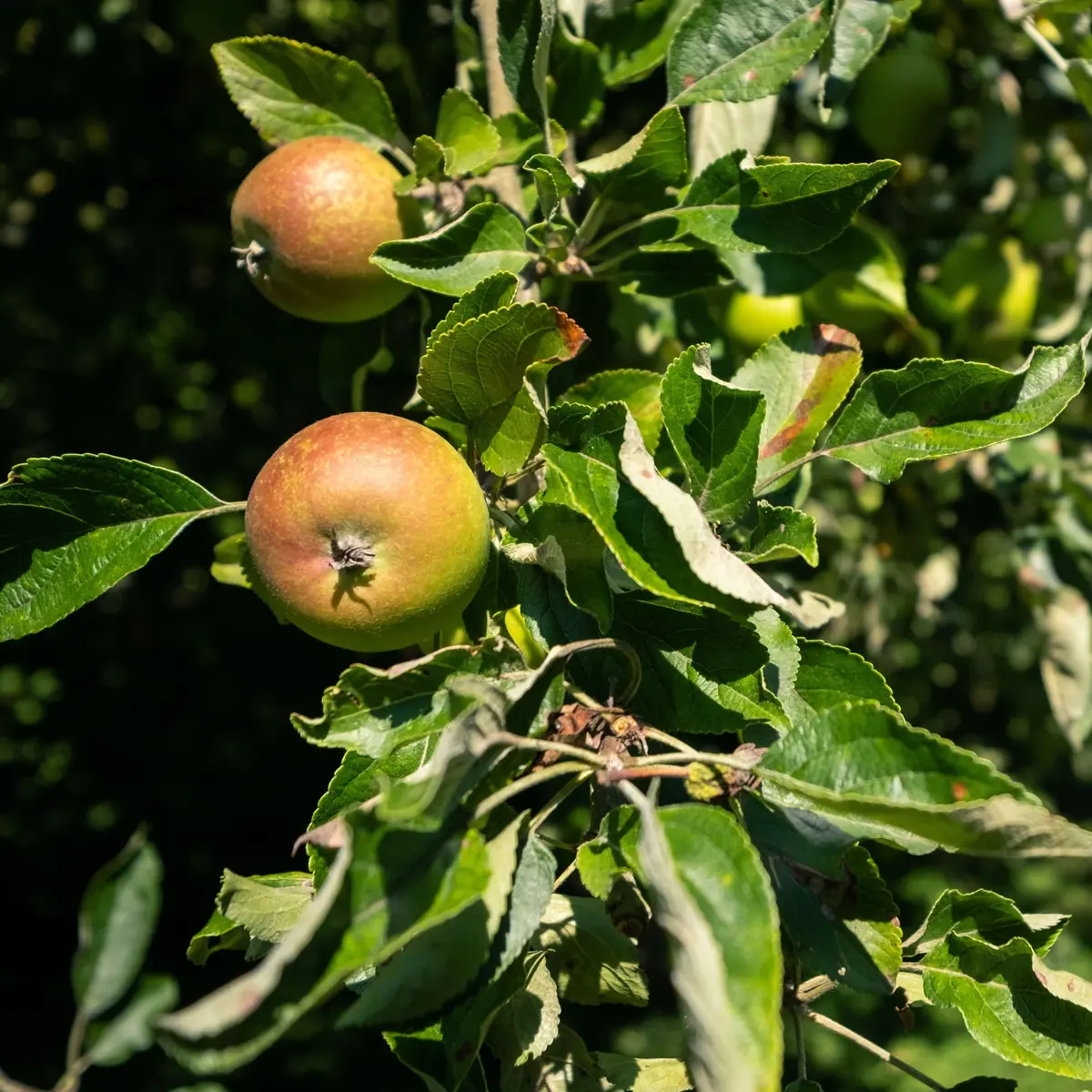 Offener Tag des Waldgartens Voedselbos Drenthe — Voedselbos Drenthe, Geesbrug