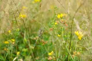 Spider Safari