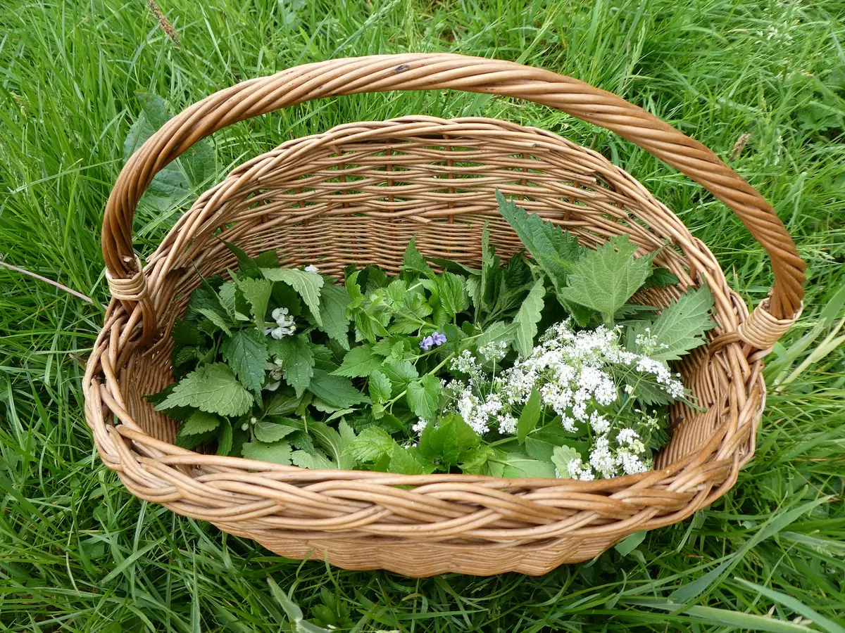 Wildplukwandeling ism: In het Wilde" — Buitencentrum Drents-Friese Wold, Appelscha