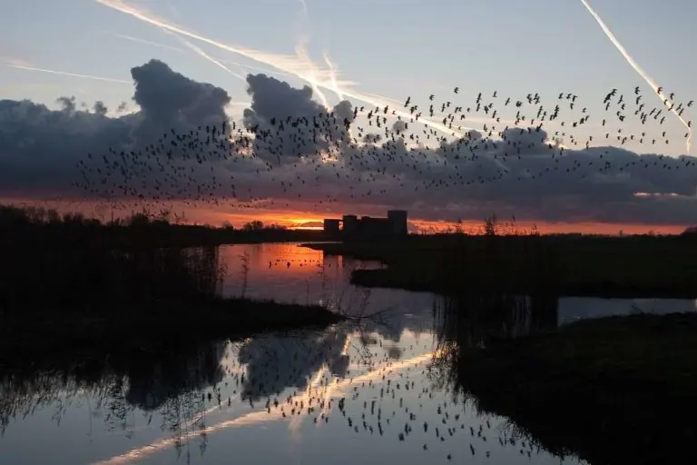 Birds of Prey — De Poelboerderij, Wormer