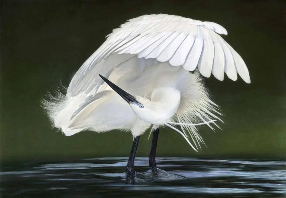 Nature in Image at Galerie Staphorsius — Kunstgalerie & Inlijstcentrale Staphorsius V.O.F., Westzaan