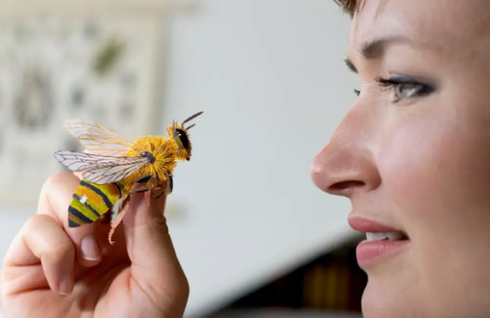 Raue Hummeln, bunte Bienen und alle Pollenfresser — Zaans Museum en Verkade Experience, Zaandam