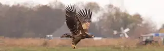 Searching for the White-tailed Eagle