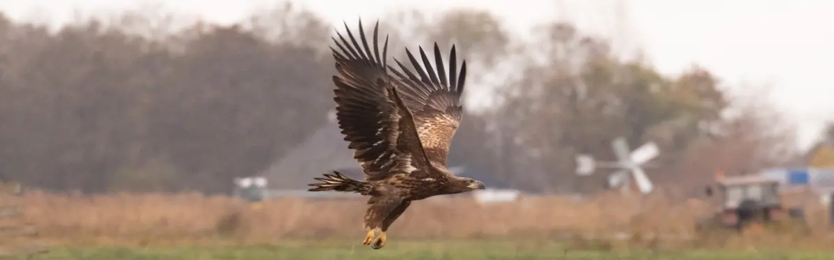 Auf der Suche nach dem Seeadler — De Poelboerderij, Wormer