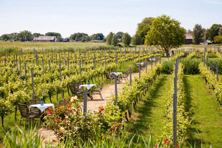 High Wine — Wijngaard de Amsteltuin, Amstelveen