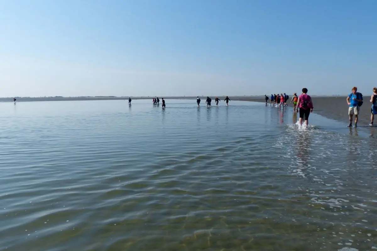 Wadlooptocht: educational mudflat walk to the Pinkegat — Camping 't Groene Hart van Ternaard, Ternaard